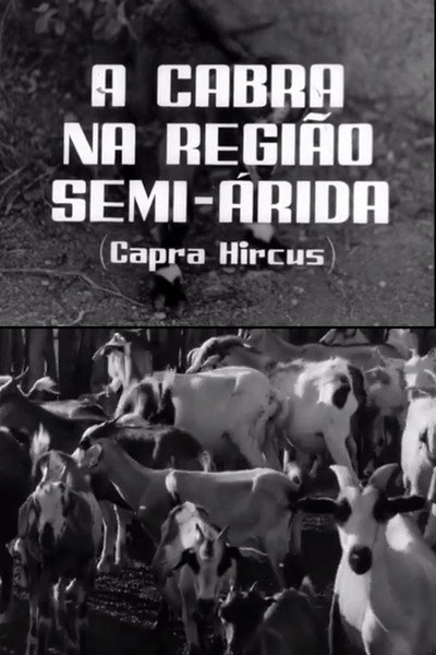 Póster de A Cabra Na Região Semi-Árida
