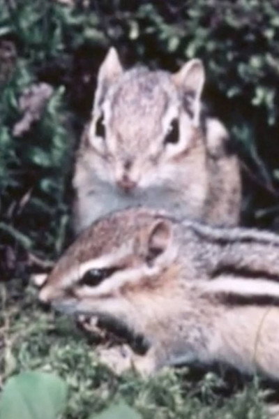 Póster de Adventures of a Chipmunk Family