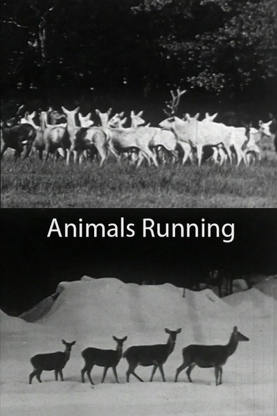 Póster de Animals Running