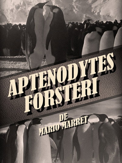 Póster de Aptenodytes forsteri