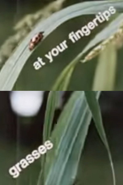 Póster de At Your Fingertips: Grasses