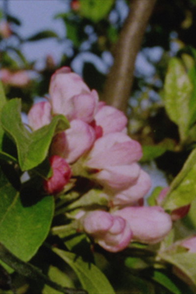 Póster de Autumn Rush for Kurt Kren and Winter and Spring and Summer