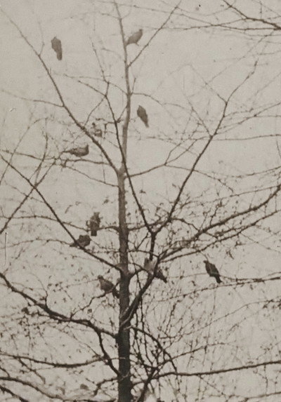 Póster de Aviary