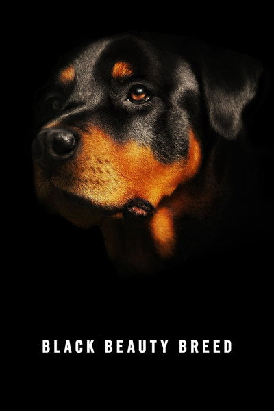 Póster de Black Beauty Breed