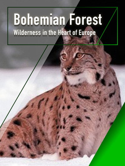 Póster de Bosque bohemio - Desierto en el Corazón de Europa