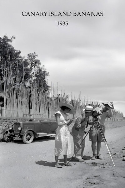 Póster de Canary Island Bananas