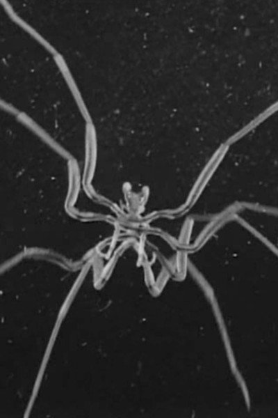 Póster de Caprelles et Pantopodes
