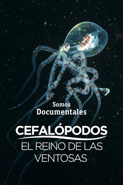 Póster de Cefalópodos, el reino de las ventosas