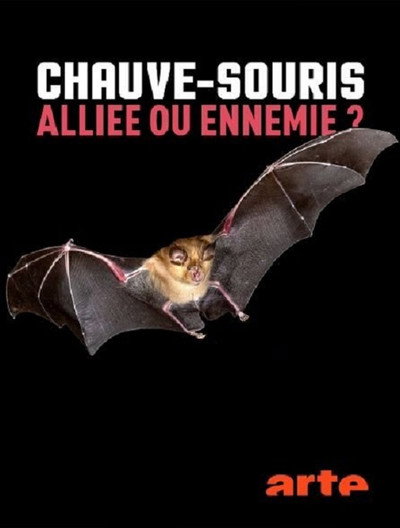 Póster de Chauve-souris: alliée ou ennemie?