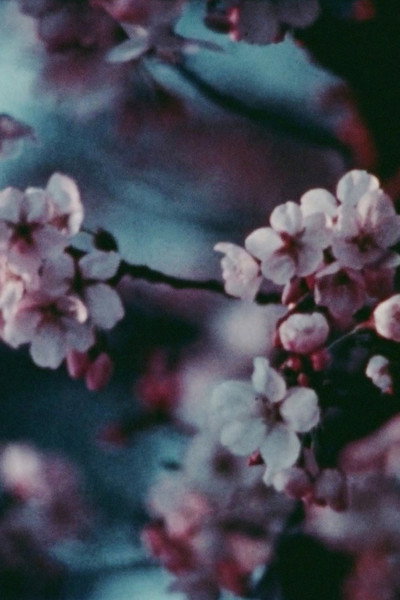 Póster de Cherry Blossoms