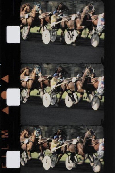 Póster de Chevaux couleur