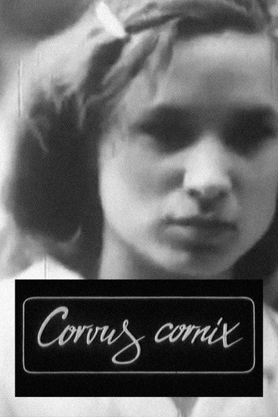 Póster de Corvus cornix