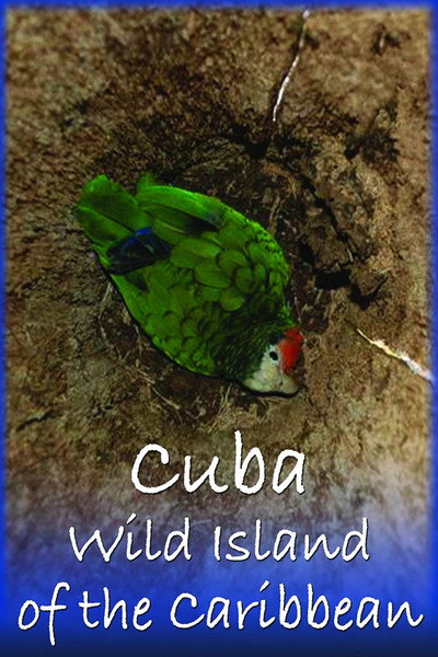 Póster de Cuba: Isla Salvaje del Caribe