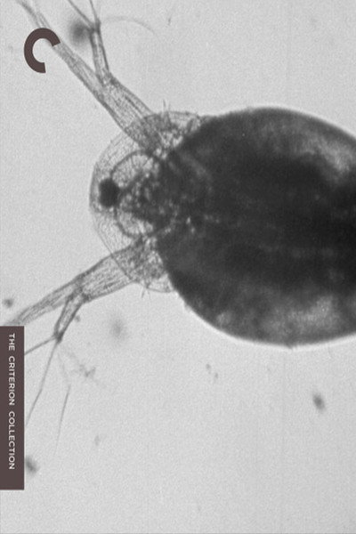 Póster de Daphnia