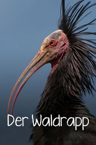Póster de Der Waldrapp: Zugvogel im Aufwind