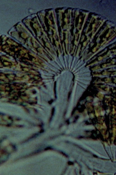 Póster de Diatoms