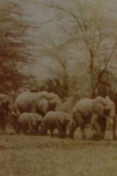Póster de Elephants' Test
