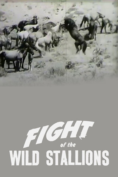 Póster de Fight of the Wild Stallions