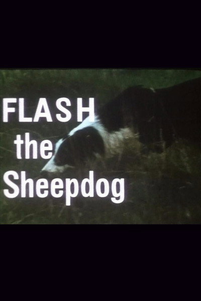 Póster de Flash the Sheepdog