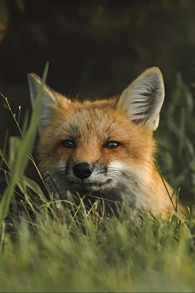 Póster de Fox
