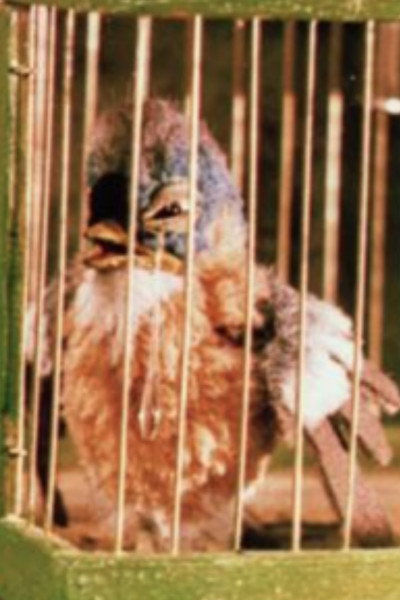 Póster de Gazouilly, petit oiseau
