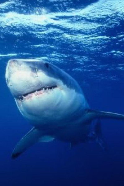 Póster de Great White Shark - The Silent Stalker