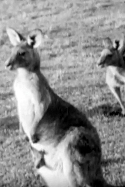 Póster de Kangaroos