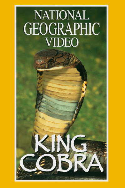 Póster de King Cobra