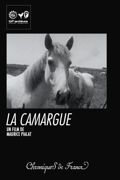 Póster de La Camargue