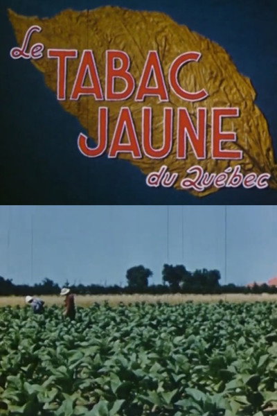 Póster de Le tabac jaune du Québec