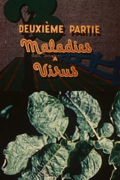 Póster de Les ennemis de la pomme de terre: Maladies à virus