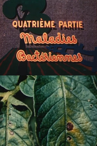 Póster de Les ennemis de la pomme de terre: Maladies bactériennes