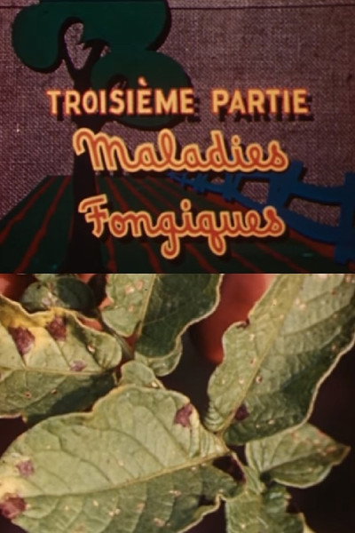 Póster de Les ennemis de la pomme de terre: Maladies fongiques