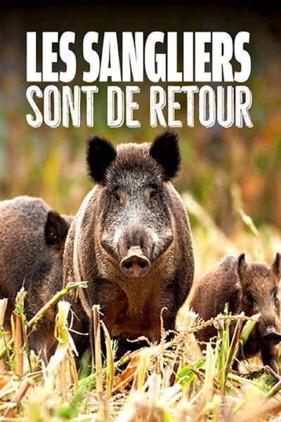 Póster de Les sangliers sont de retour