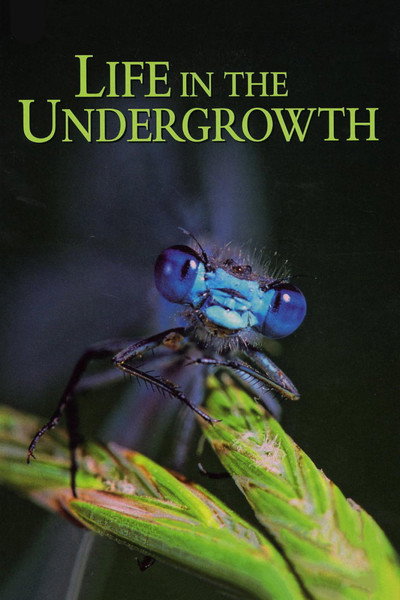 Póster de Life in the Undergrowth