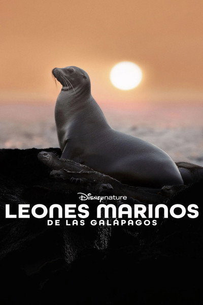 Póster de Los leones marinos de las Galápagos