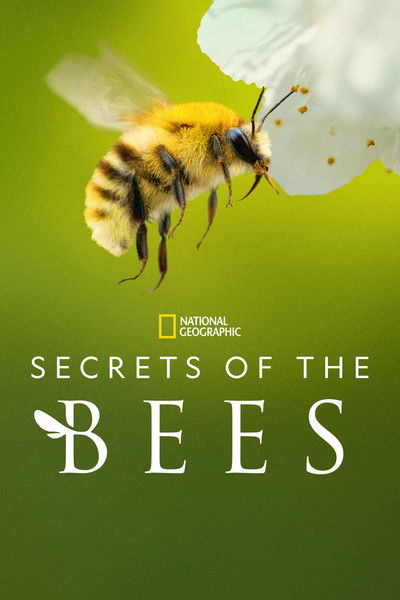 Póster de Los secretos de las abejas