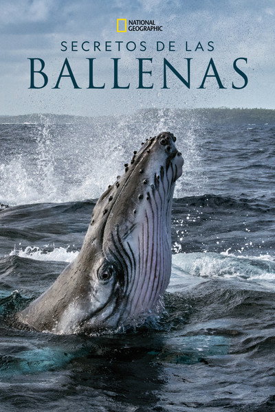 Póster de Los Secretos de las ballenas