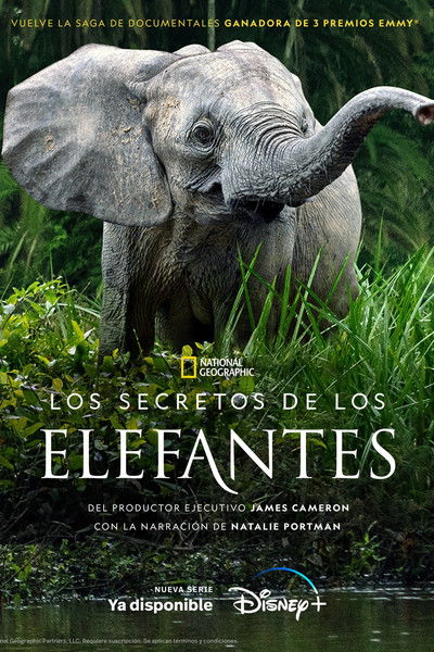 Póster de Los secretos de los elefantes