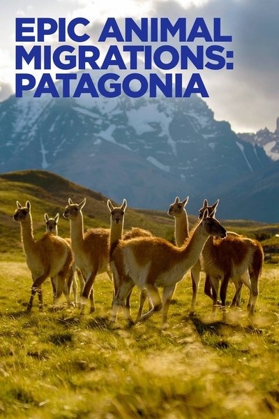 Póster de Migraciones animales épicas: La Patagonia