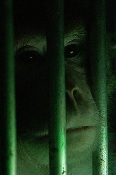 Póster de Monkeys, Rats and Me: Animal Testing