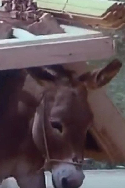 Póster de Of People and Donkeys