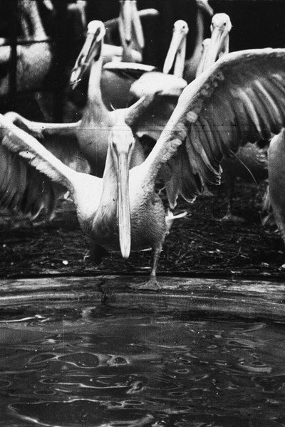 Póster de Pelicans at the Zoo