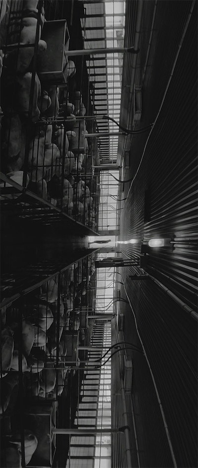 Póster de Pig Film