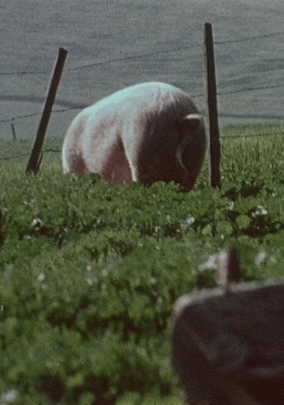 Póster de Pigs!