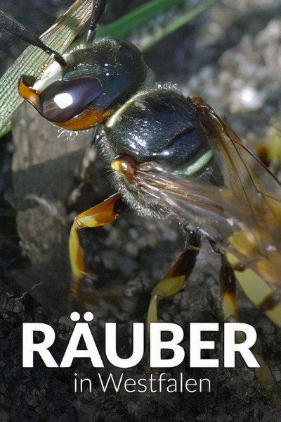 Póster de Räuber in Westfalen - Neues Leben in Panzerspuren