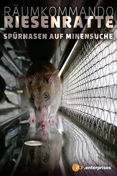 Póster de Räumkommando Riesenratte - Spürnasen auf Minensuche