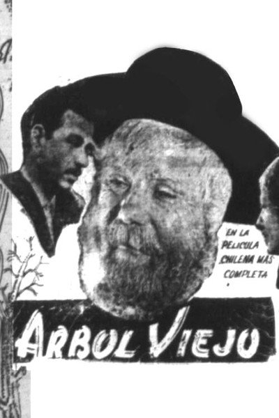 Póster de Árbol viejo