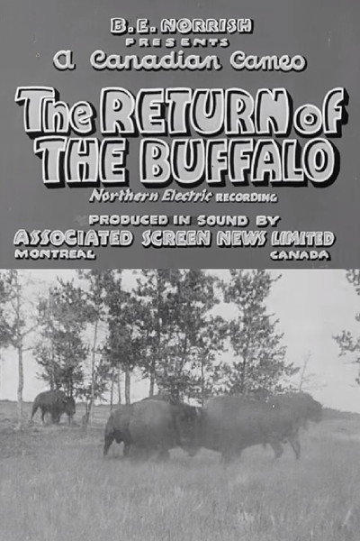 Póster de Return of the Buffalo