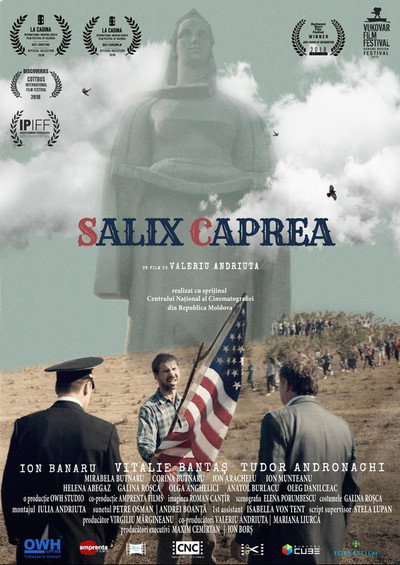 Póster de Salix Caprea